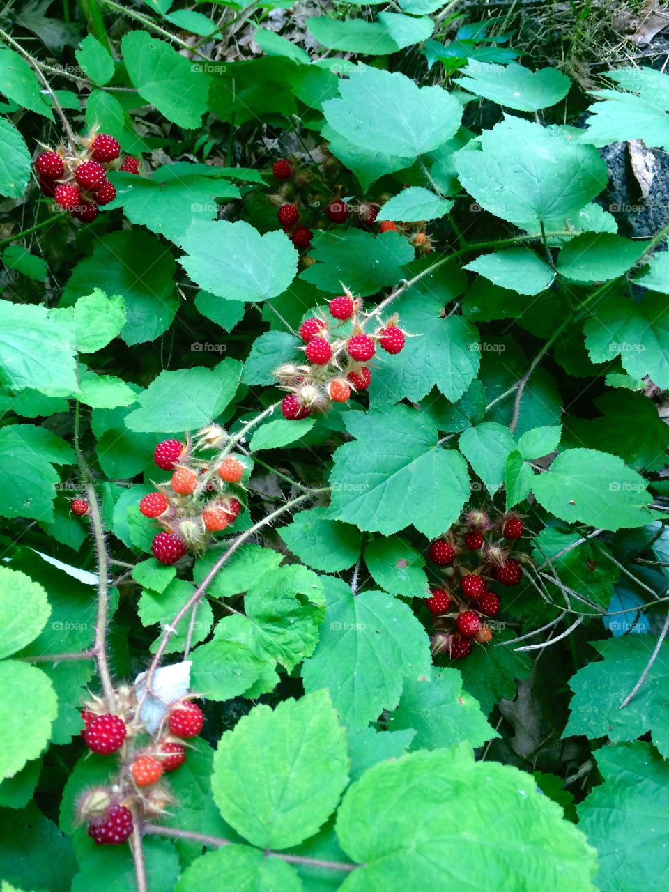Wild Raspberry Summer. Wild raspberries (wineberries) grow in high summer in the Hudson River Valley