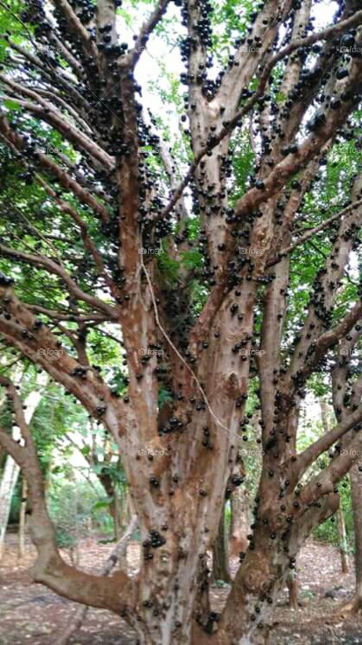 jaboticaba