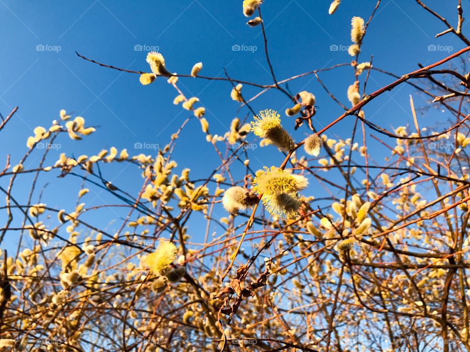 Spring tree 