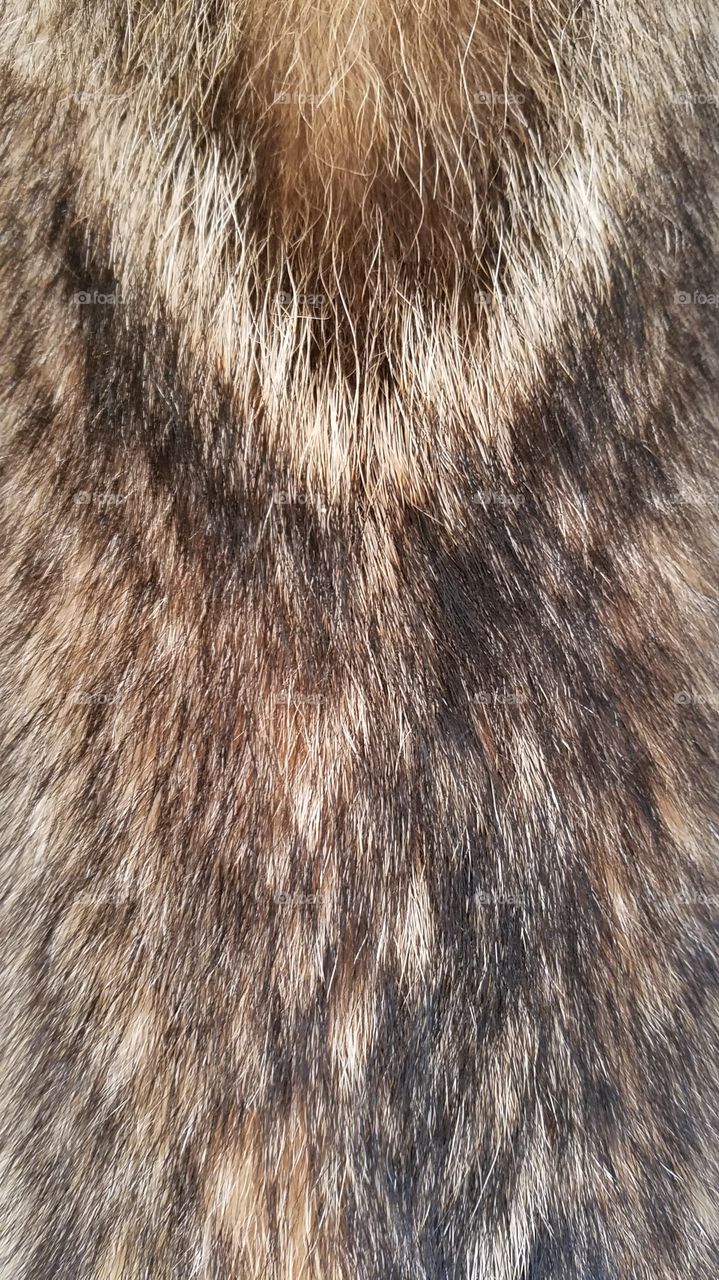 Coyote fur, close up