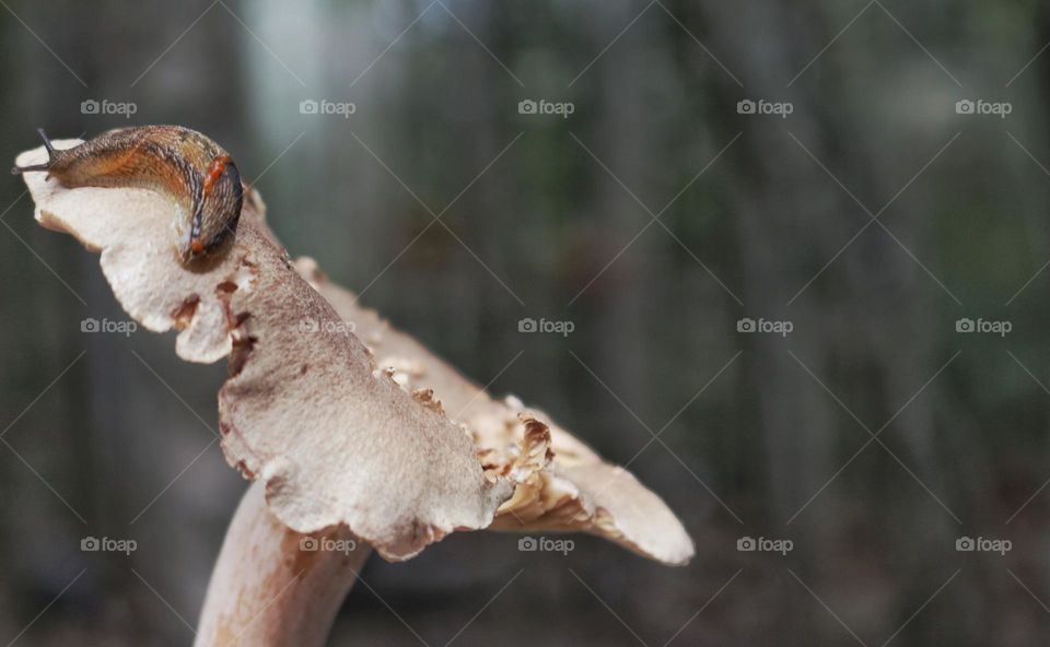 Mystical mushrooms and the creatures that call them home. A slug crawls along the top of a mushroom.