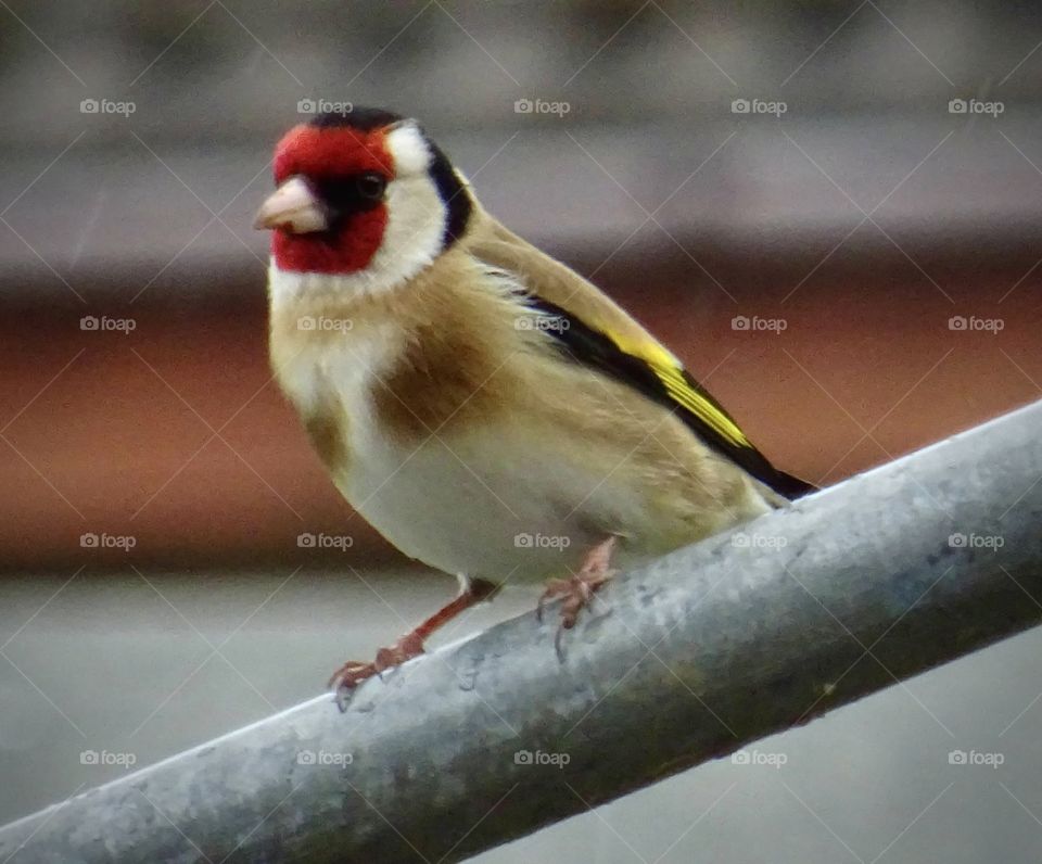 Goldfinch waiting to be fed