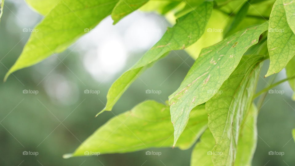 Leaf