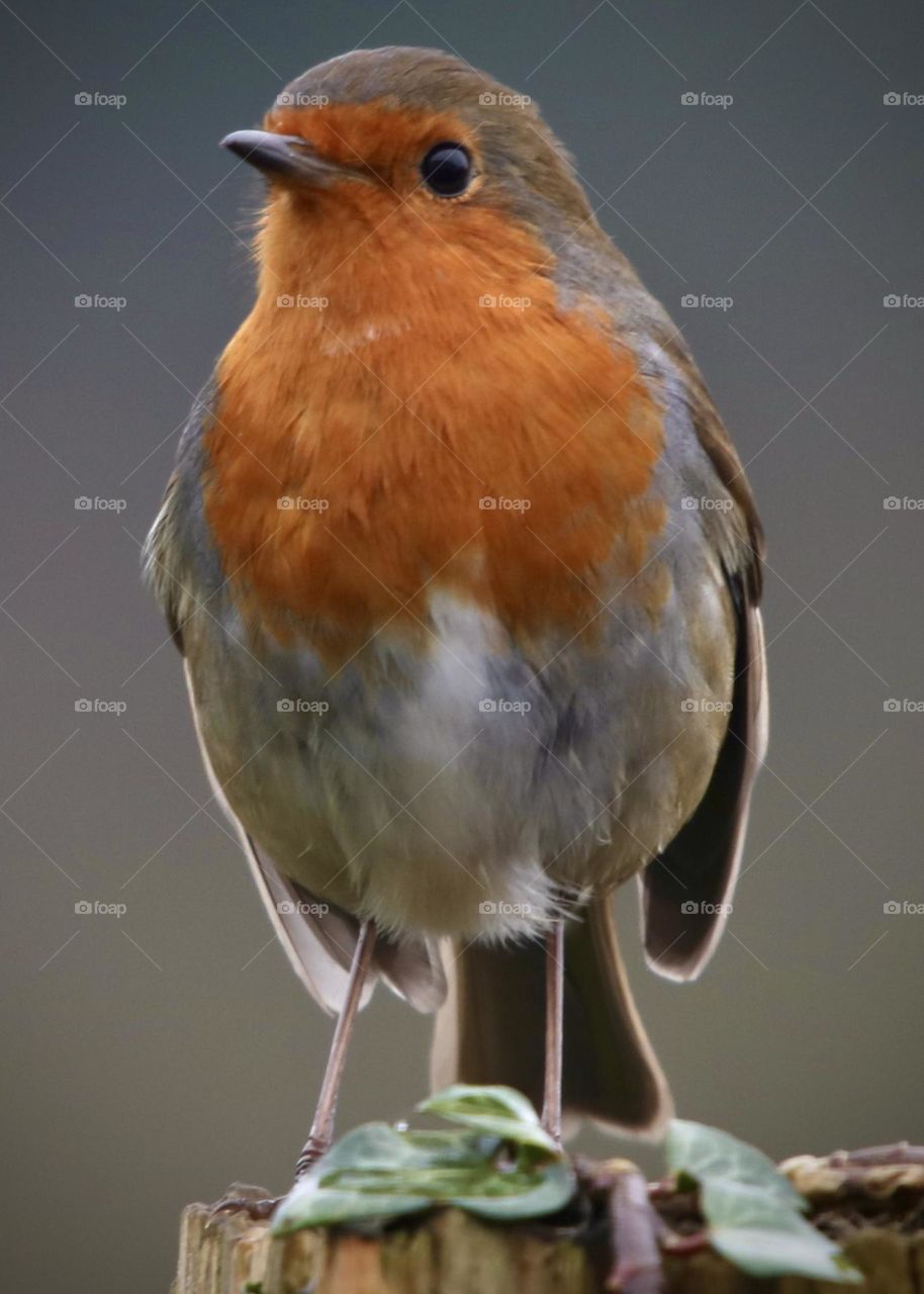Robin
