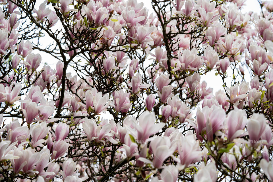 Magnolia