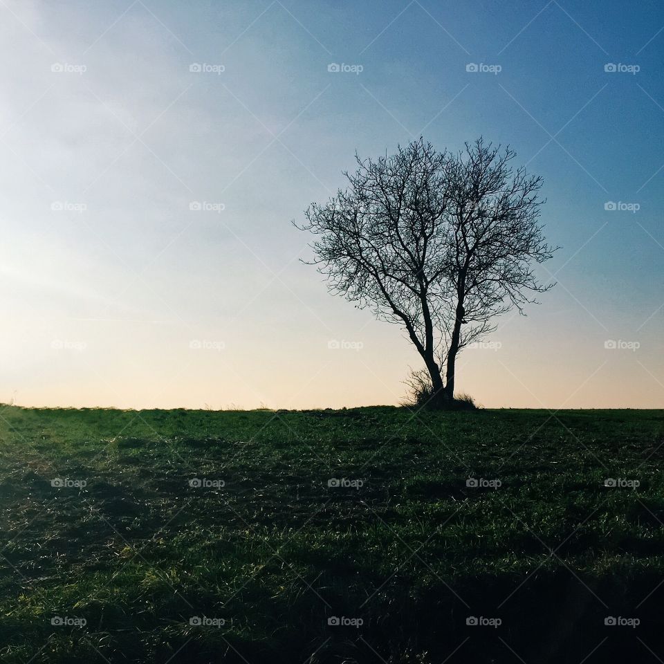 Lonely tree on green meadow