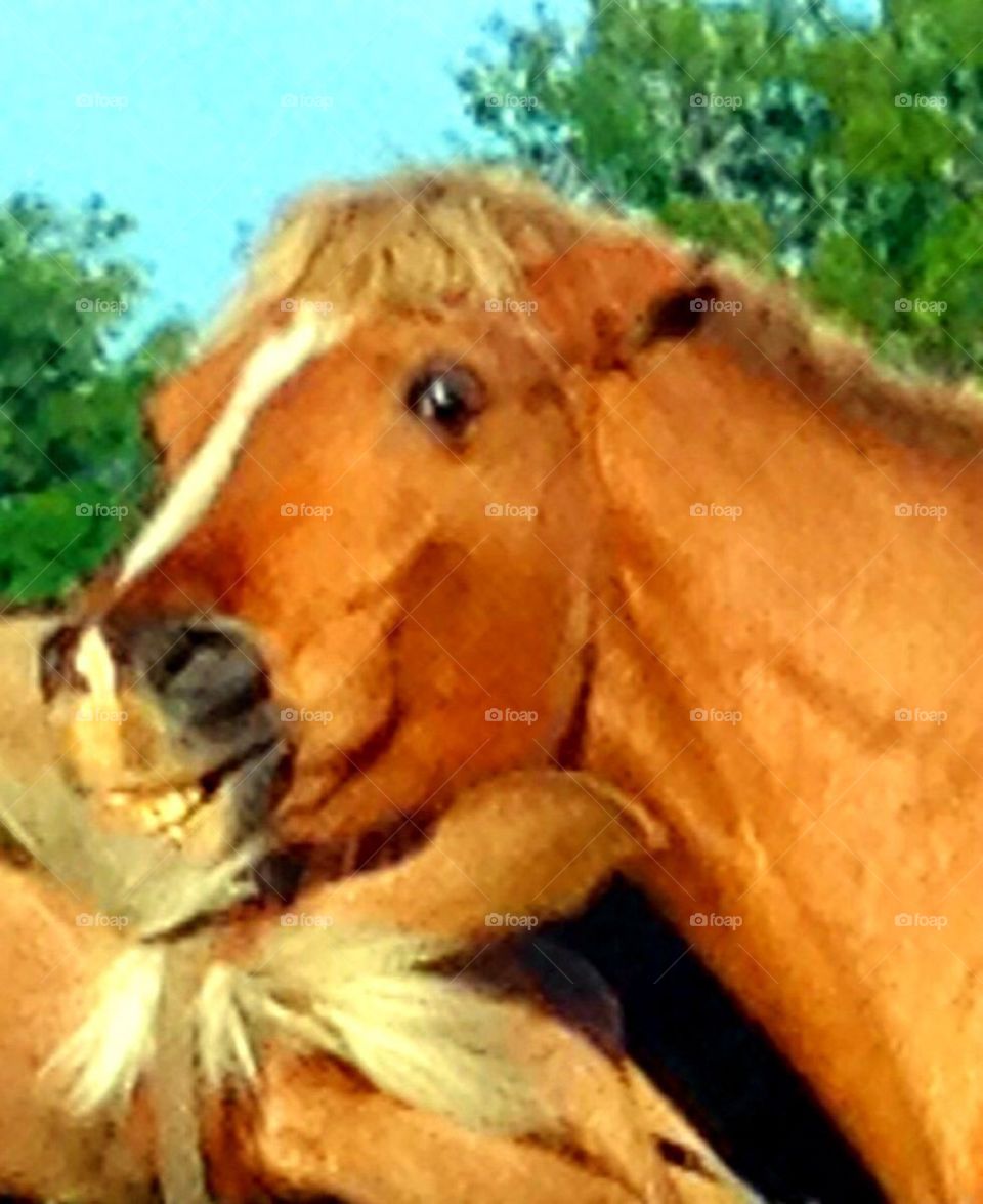 Smiling horse 