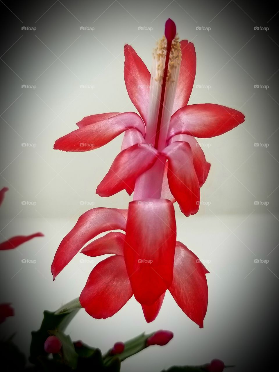 Red Christmas cactus