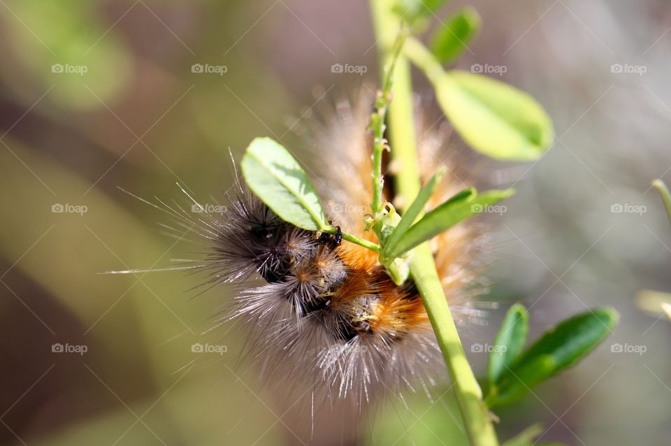 Orange Caterpillar Hangs On