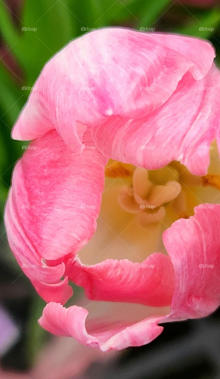 close up view of a bright pink tulip blossom opening in Spring for sale in an Oregon market