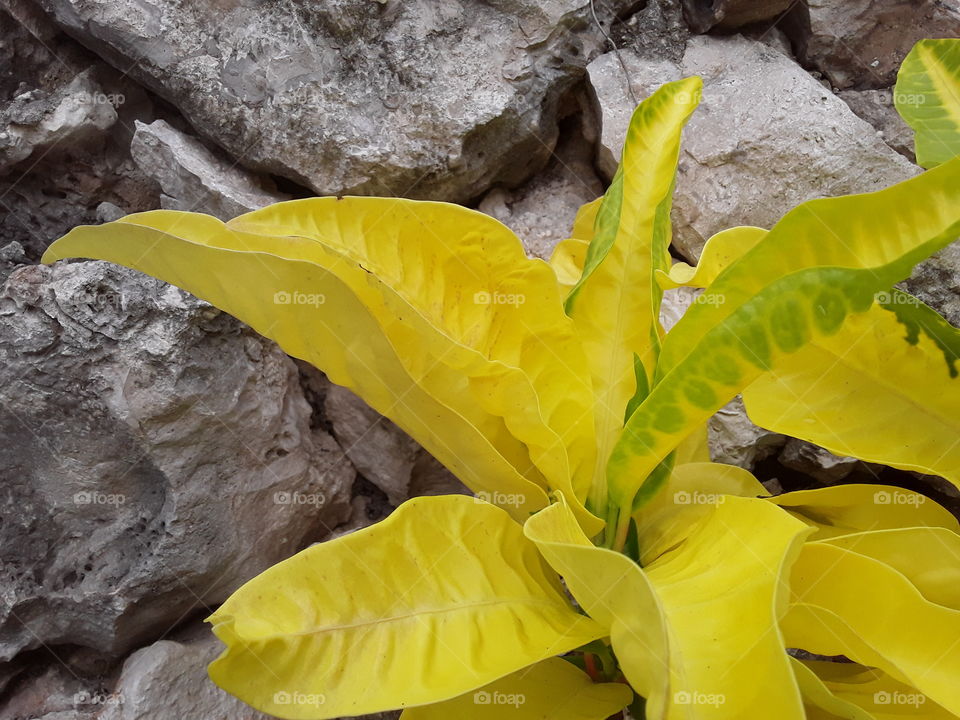 plant in the Dominican Republic with bright yellow-green leaves