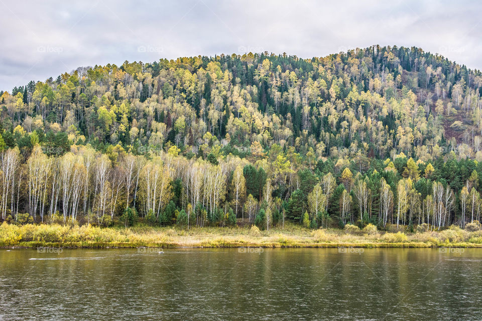 Scenic view of forest