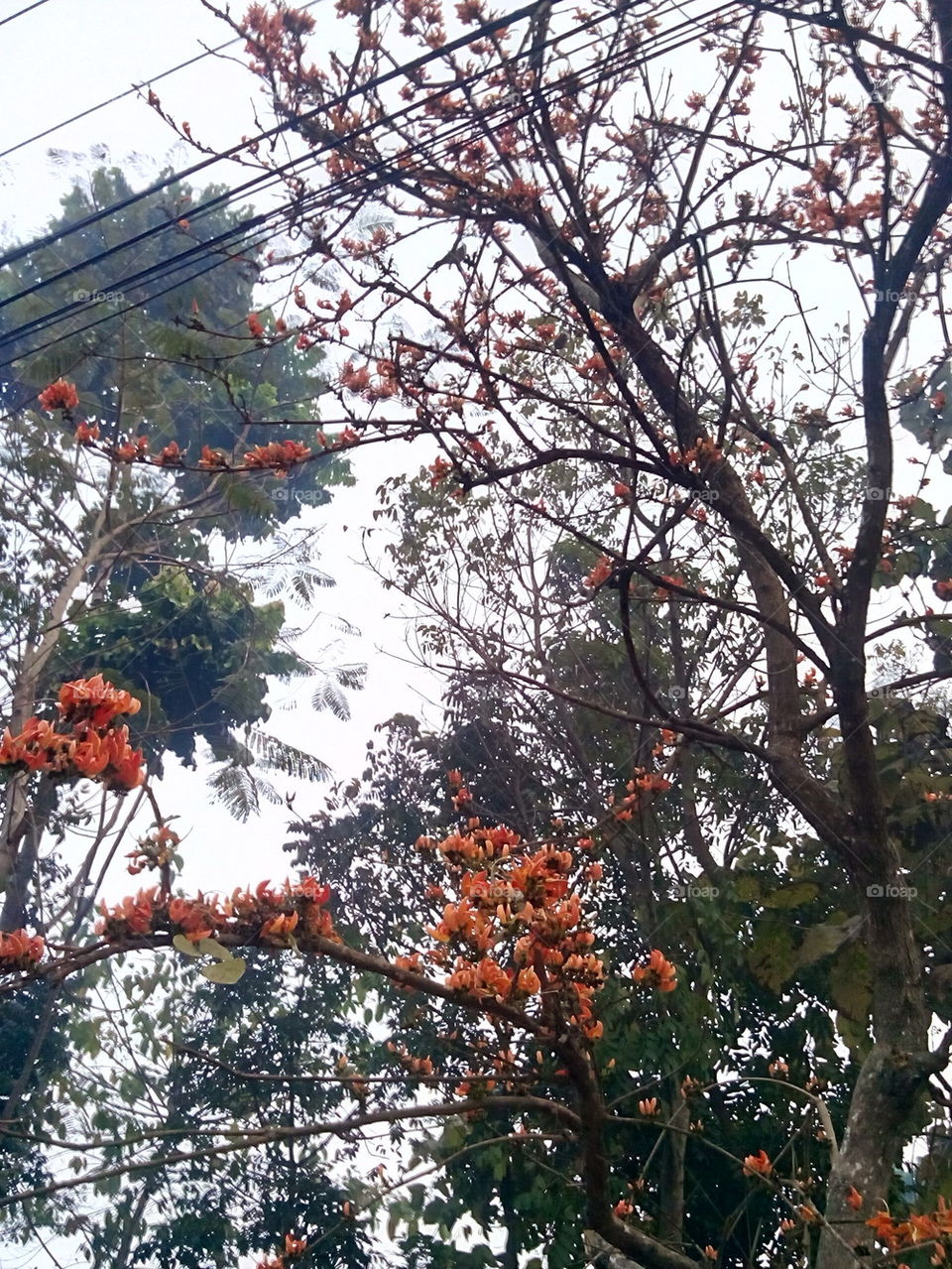 flower tree