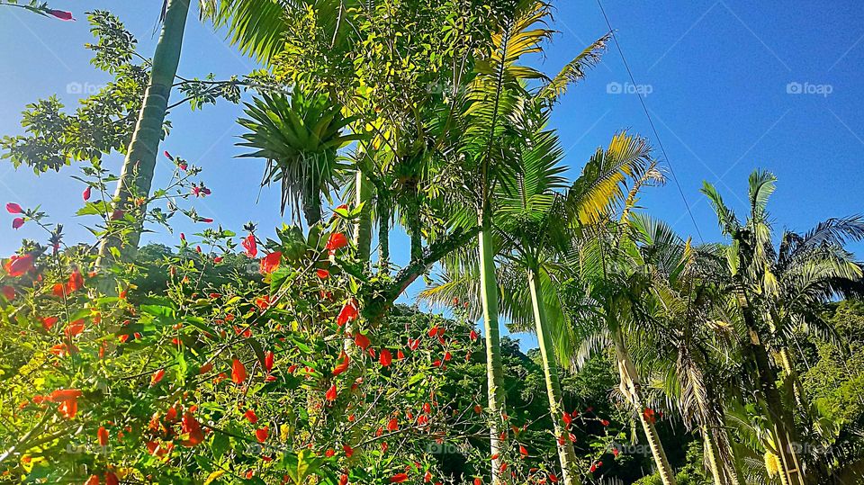 PALMEIRAS FLORES VERMELHAS