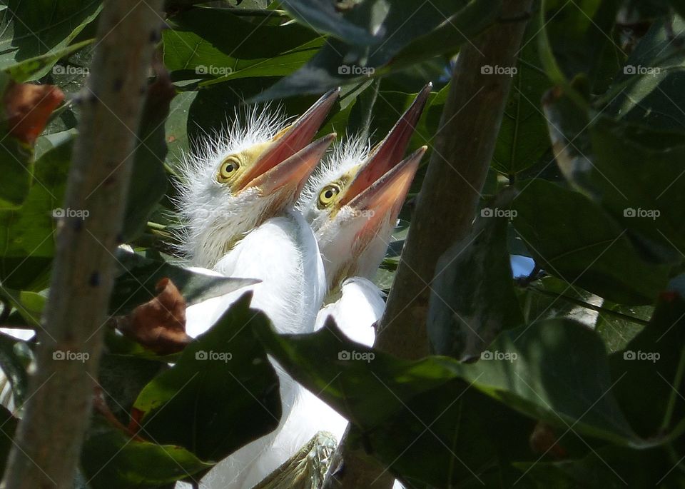 Two egret chicks beaks up