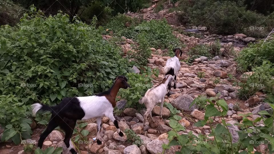 goat in forest