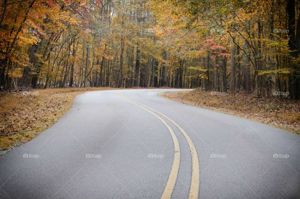 road in fall