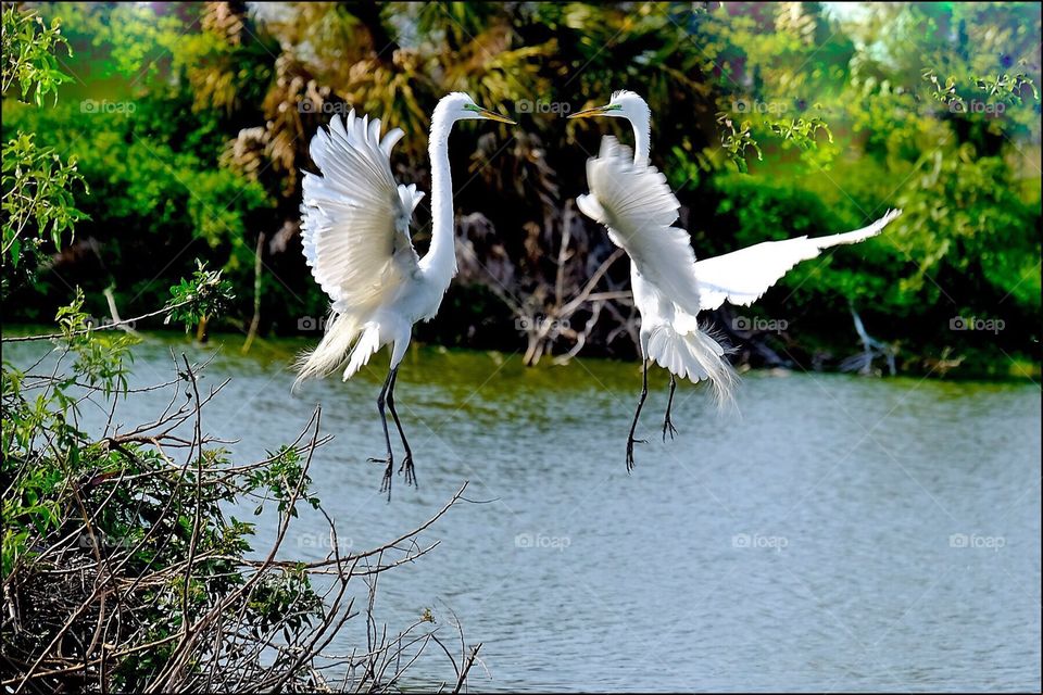 Mating dance of two beautiful Great White Egrets over the water.