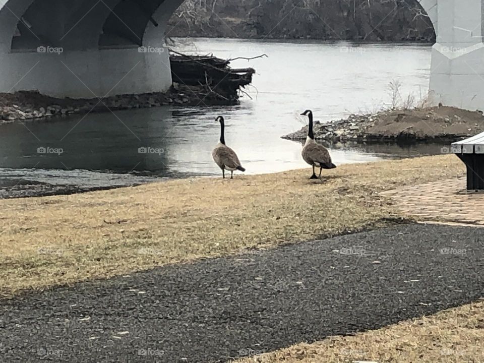 Geese 2