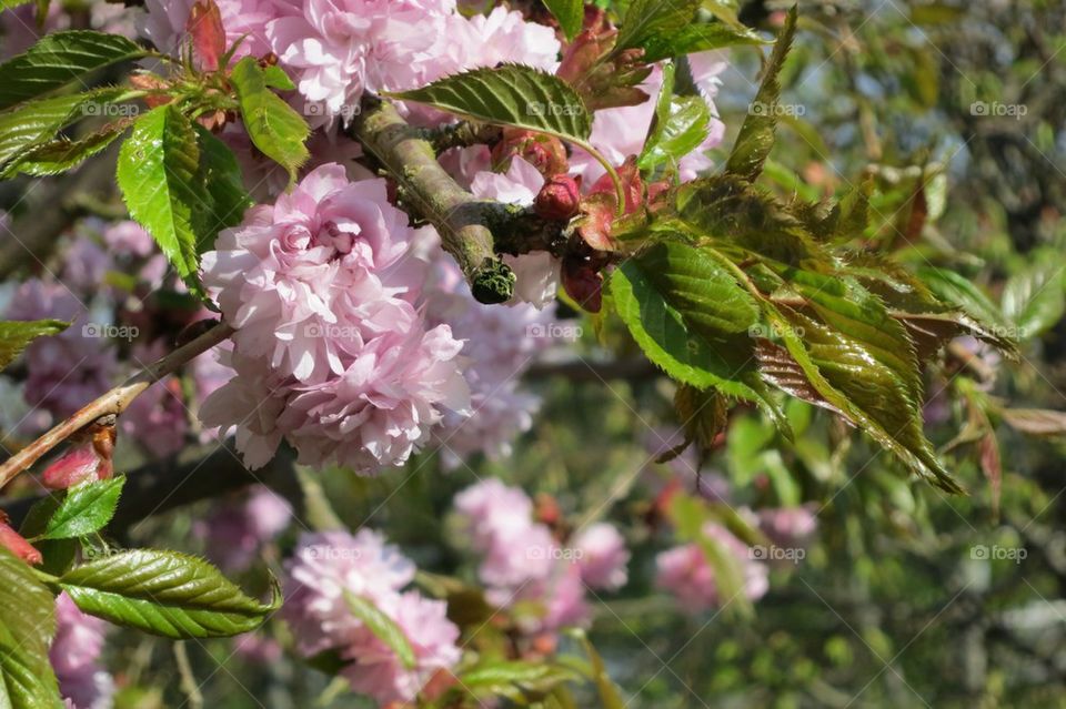 Japanese Cherry Tree