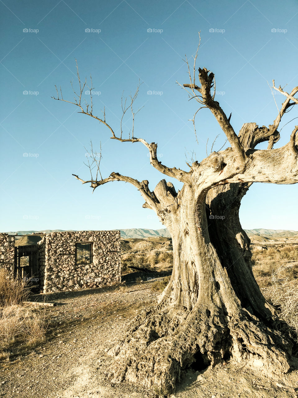 Old Olive tree 