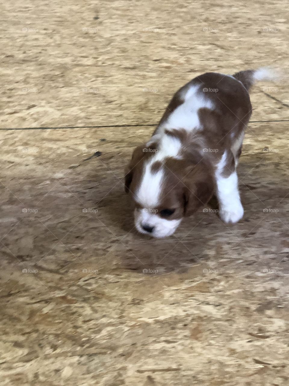 Adorable cavalier King Charles puppy