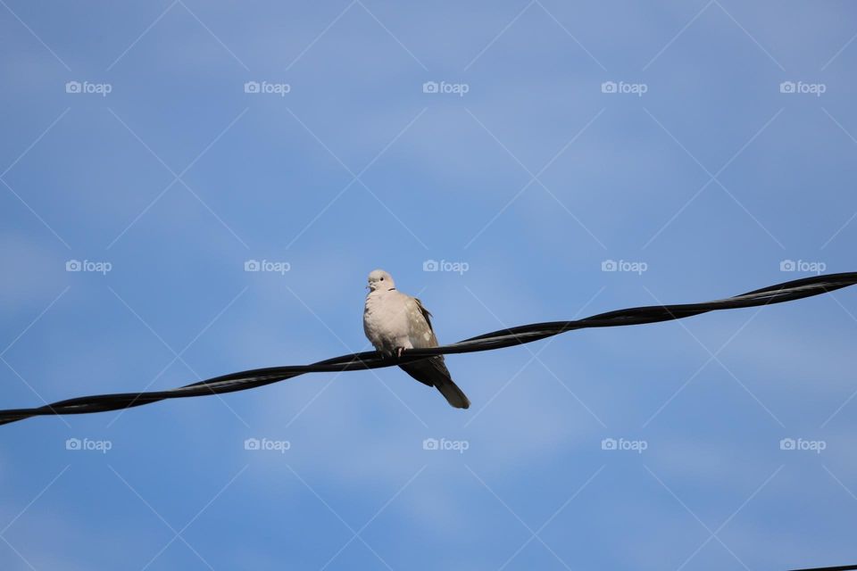 Dove  on a wire 