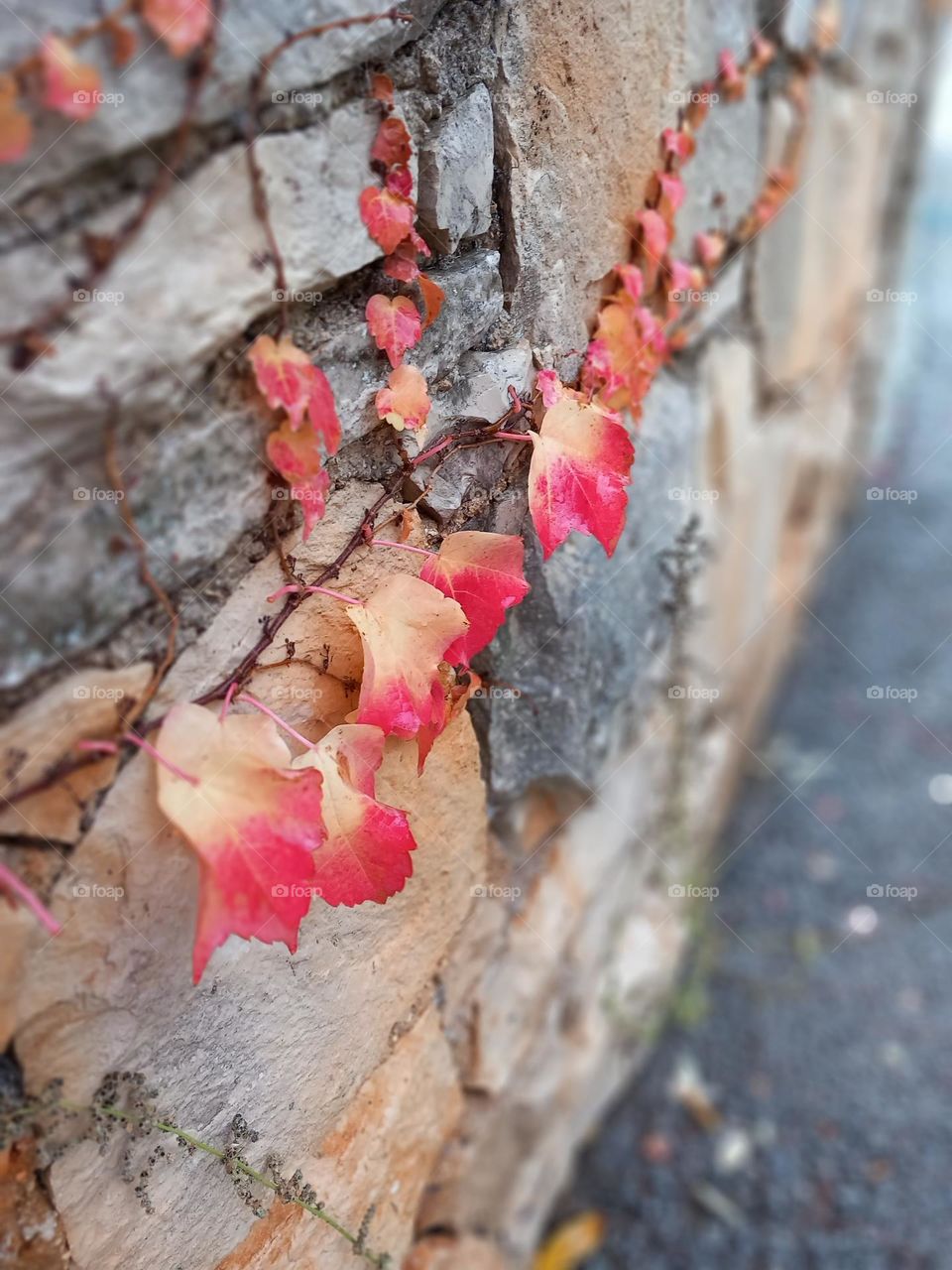 autumn colors