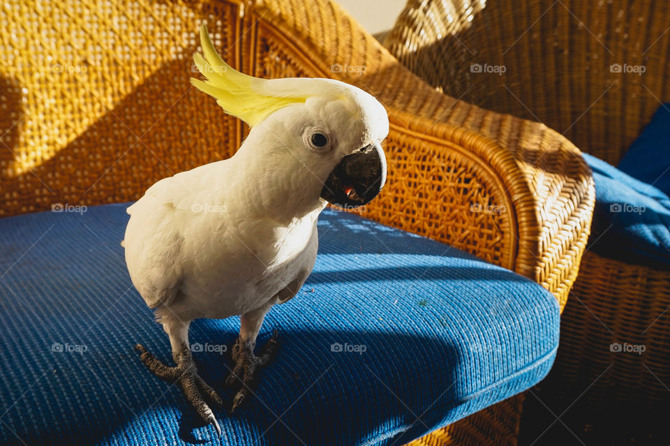 Cheeky wild cockatoo on my balcony, Whitsunday Islands, Queensland, Australia 