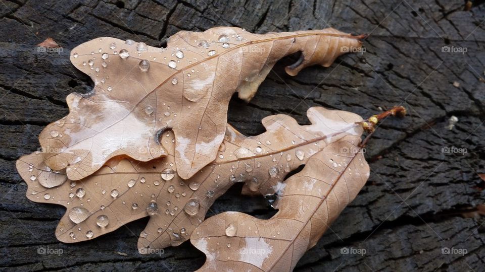 Oak leaves