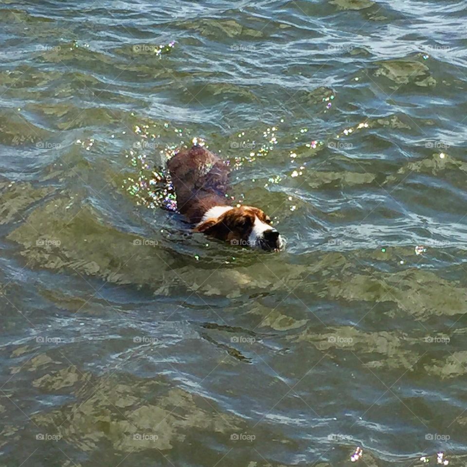 Swimming dog! 