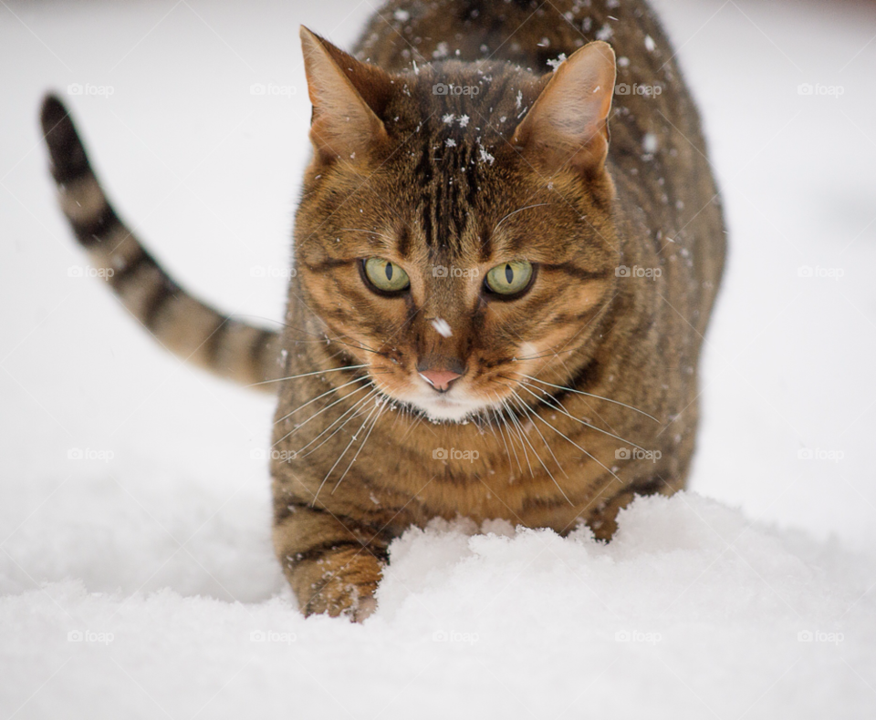 snow play fun cat by gaillewisbraznell