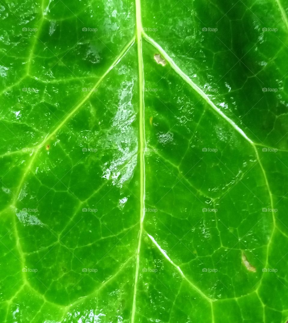 texture, green, love, heart