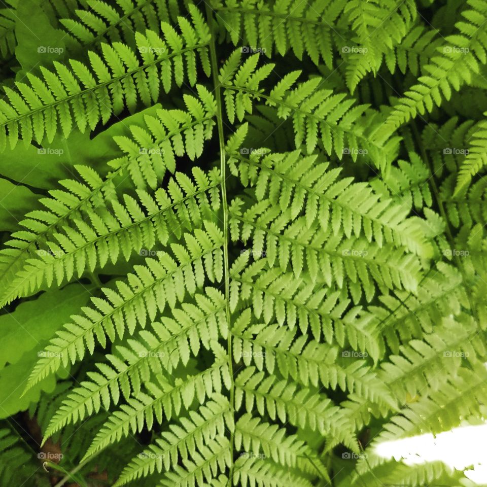 fern