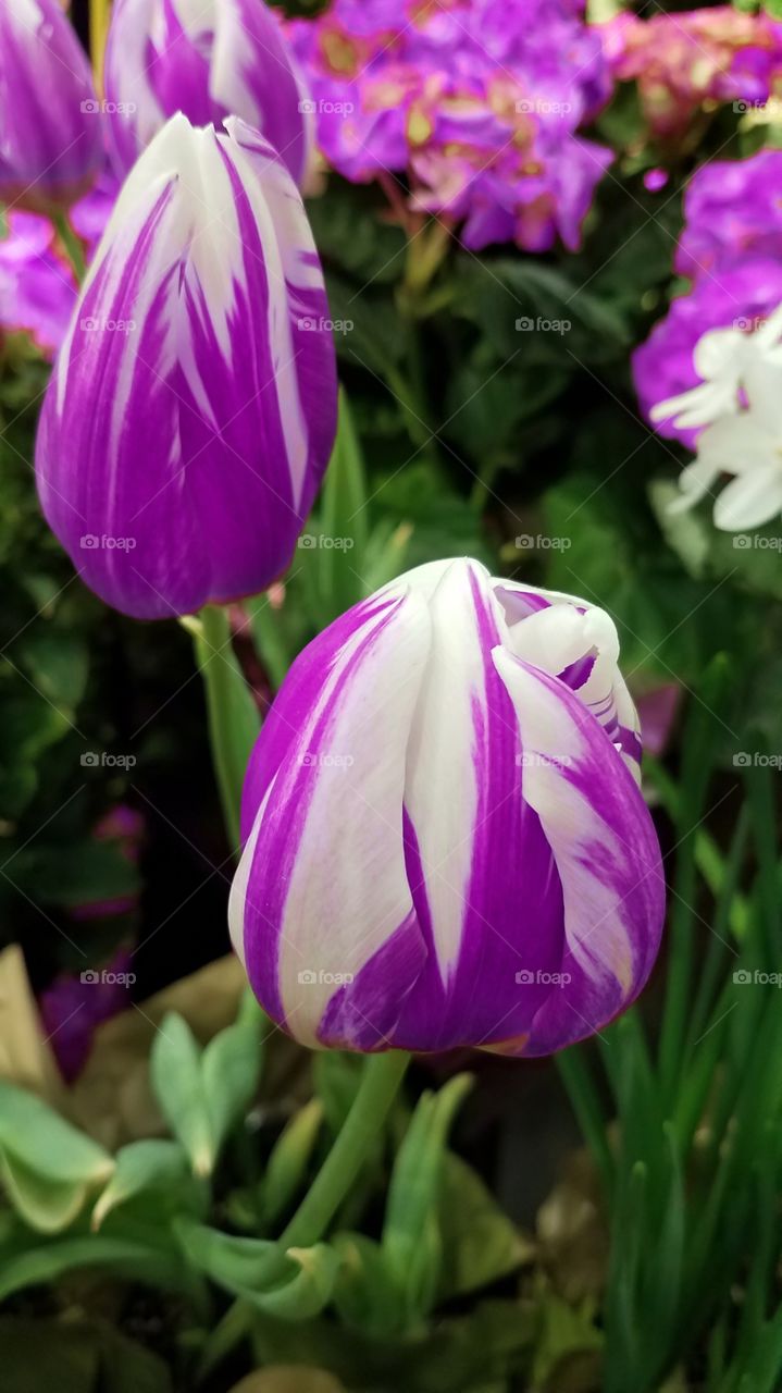 A close up of purple and white tulips