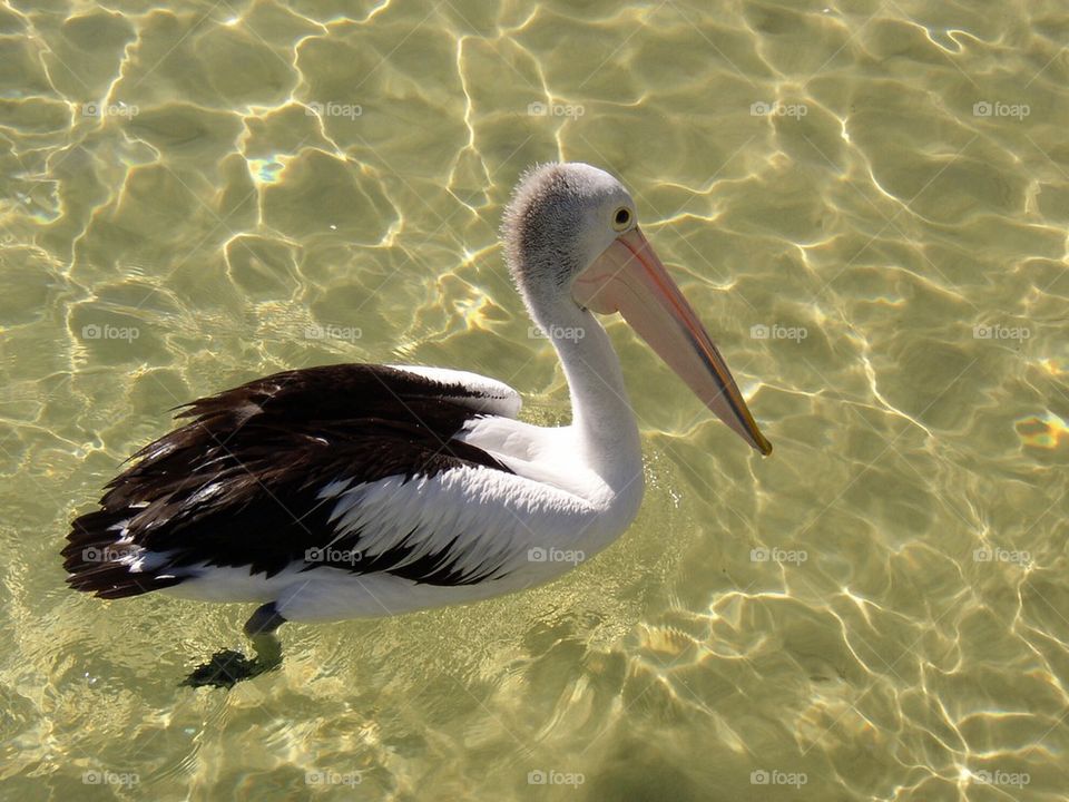 Pelican in water. Australia