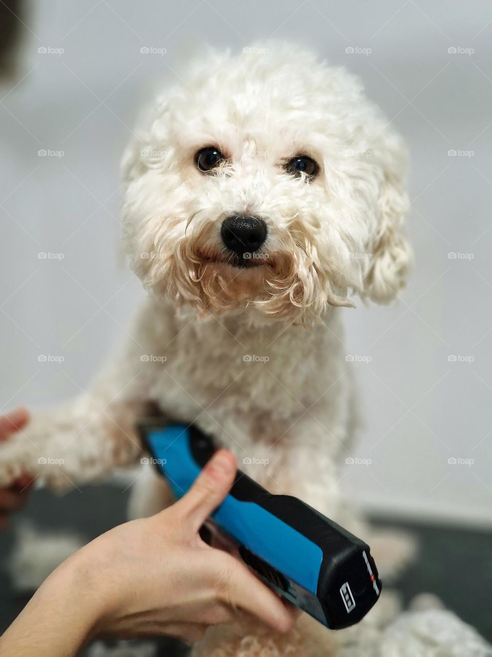 bichon dog getting a haircut