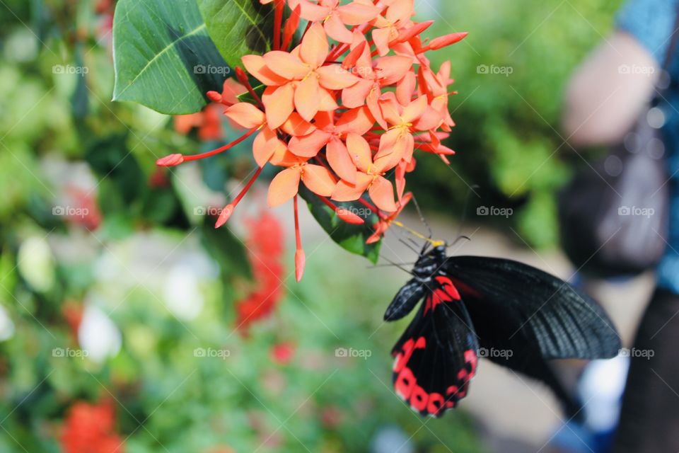 Gorgeous red and black butterfly sitting on peachy reddish flower sipping nectar! 