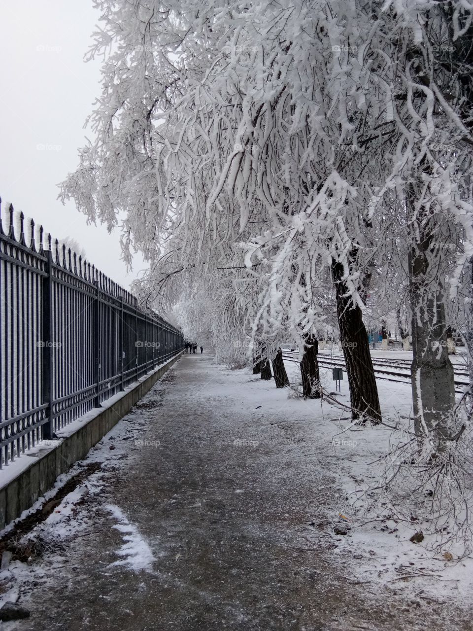 Branches with full of snow