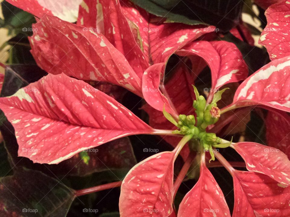 Christmas poinsettia