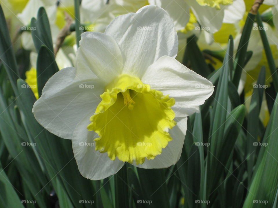 White Yellow Flower