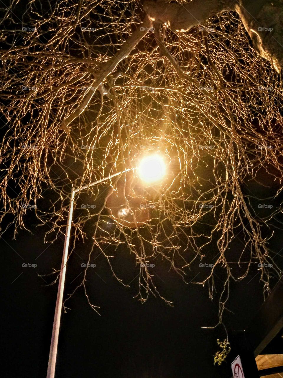 street light / tree branches