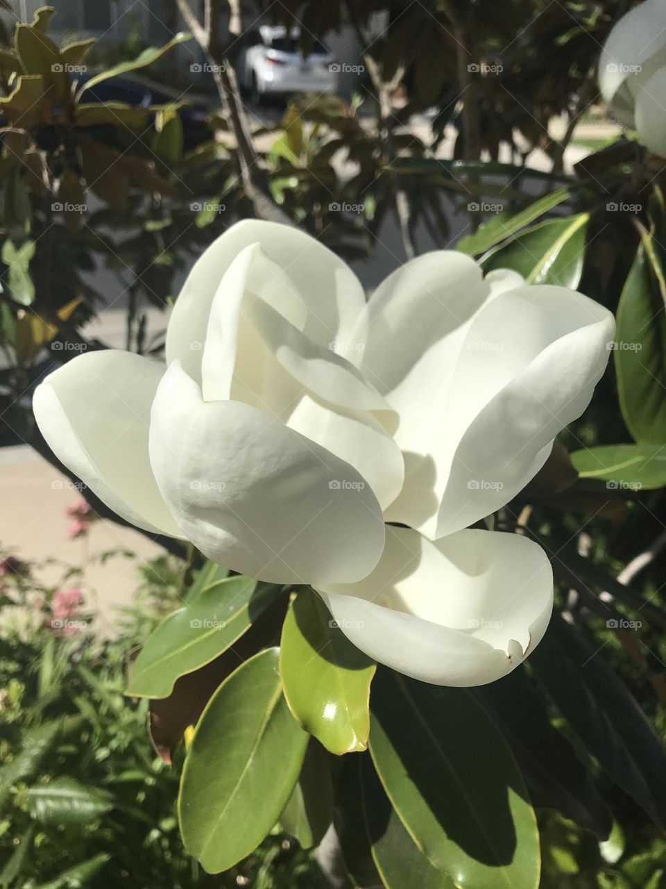 Magnolia flower 