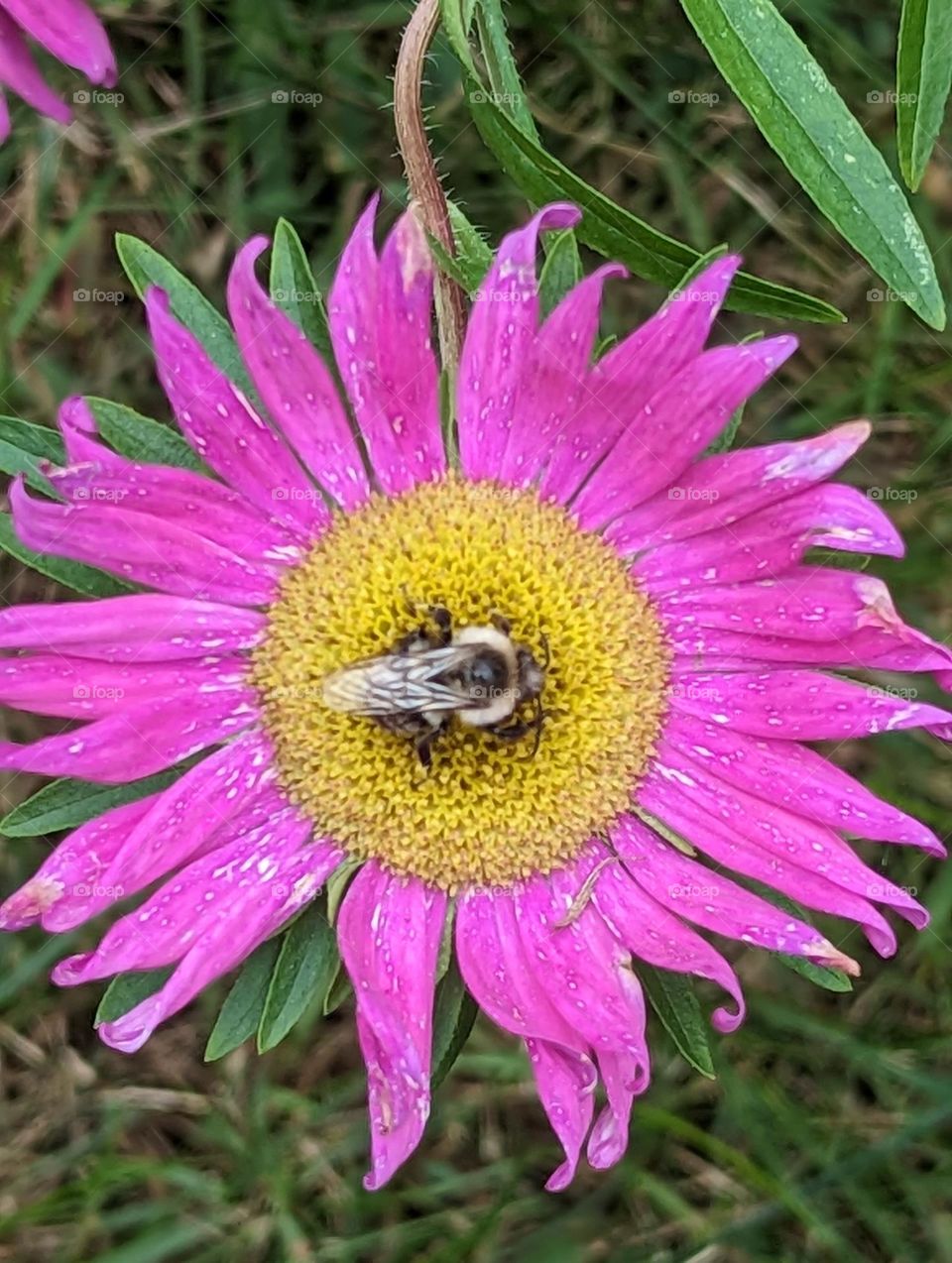 pollinator