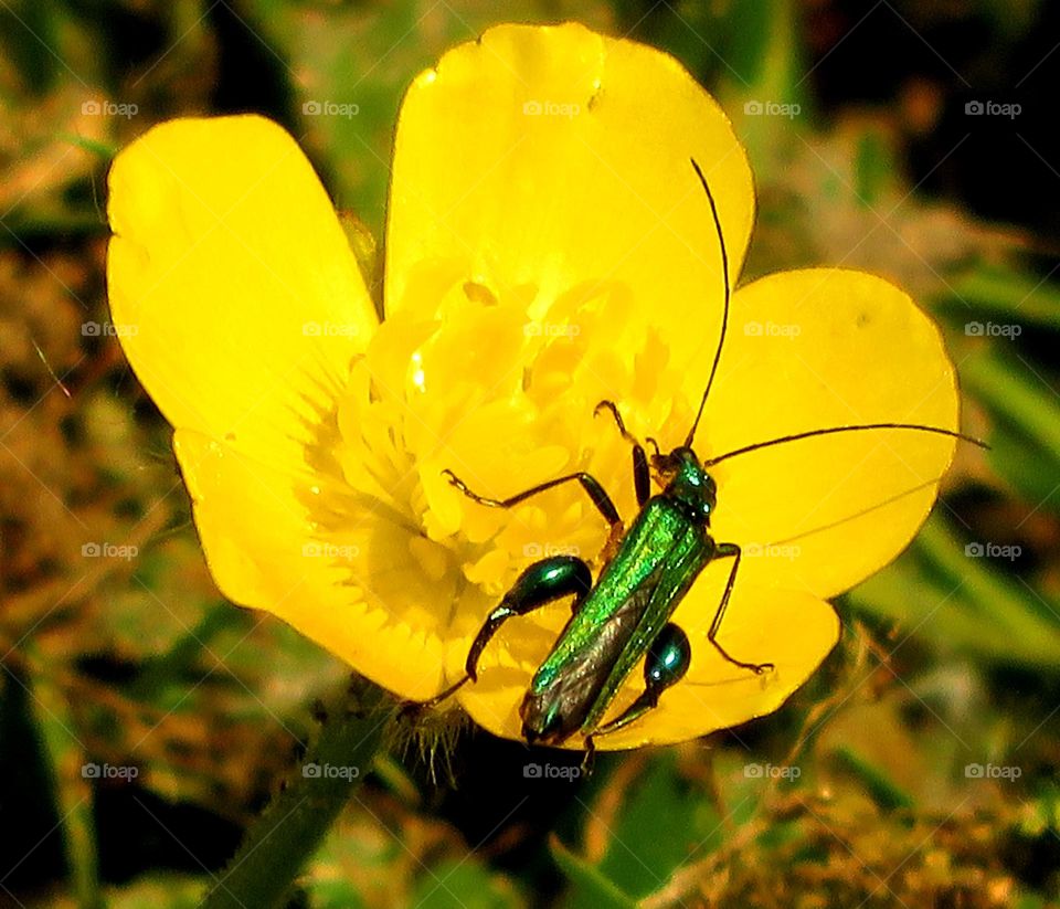 Insect on buttercup flower