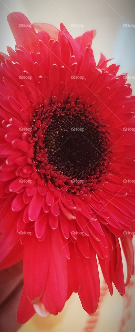Gerbera Flowers awesome beautiful shot on camera