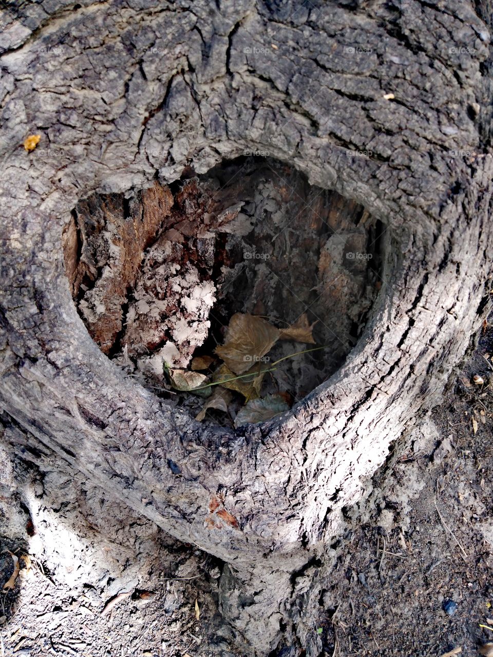 Hollow in an old tree.