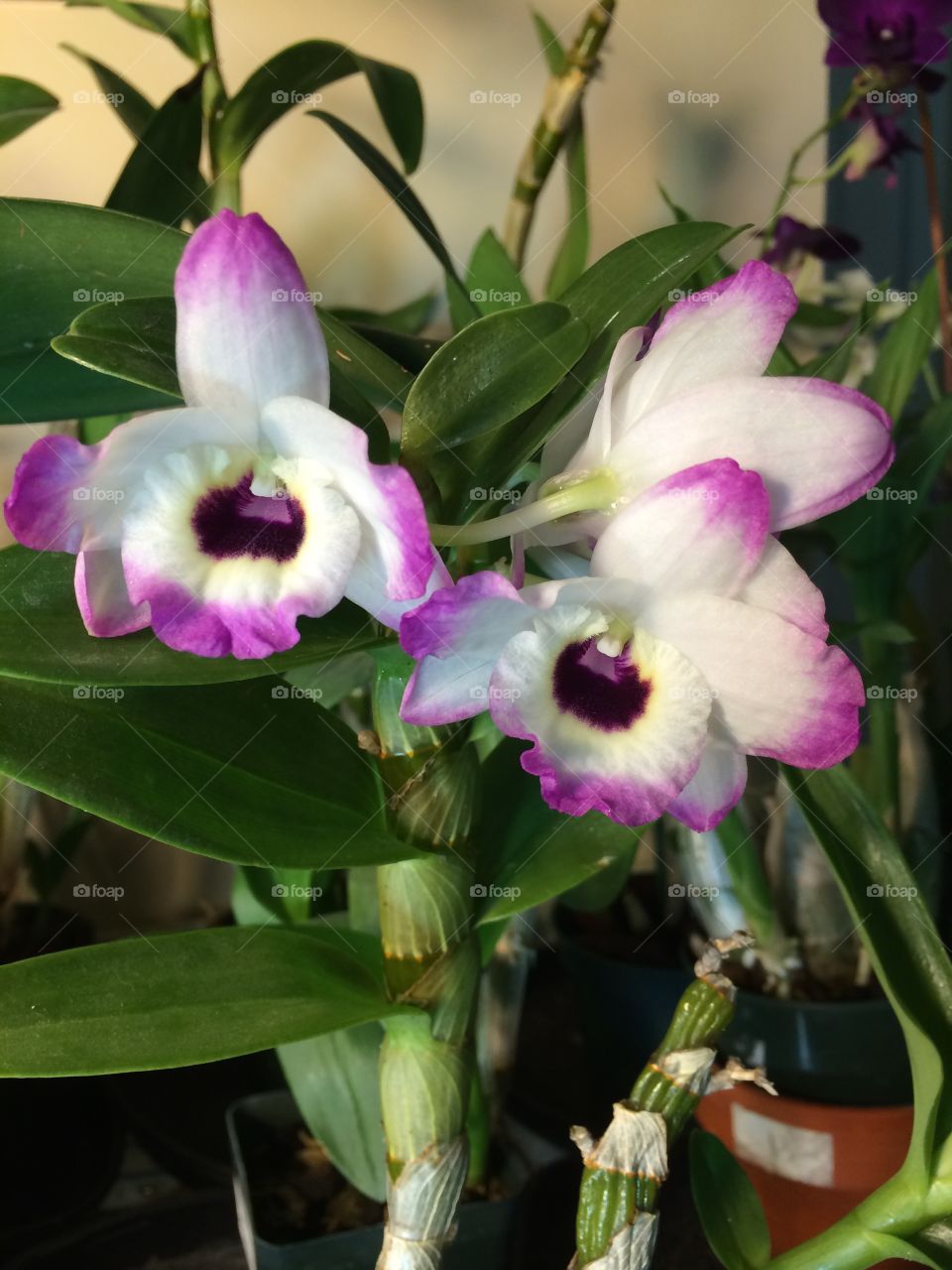 Orchid. Dendrobium orchid