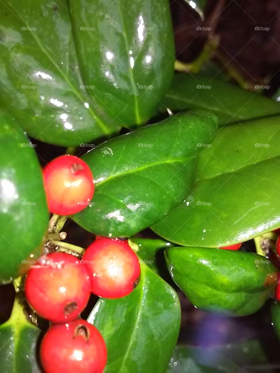 Food, No Person, Fruit, Leaf, Grow