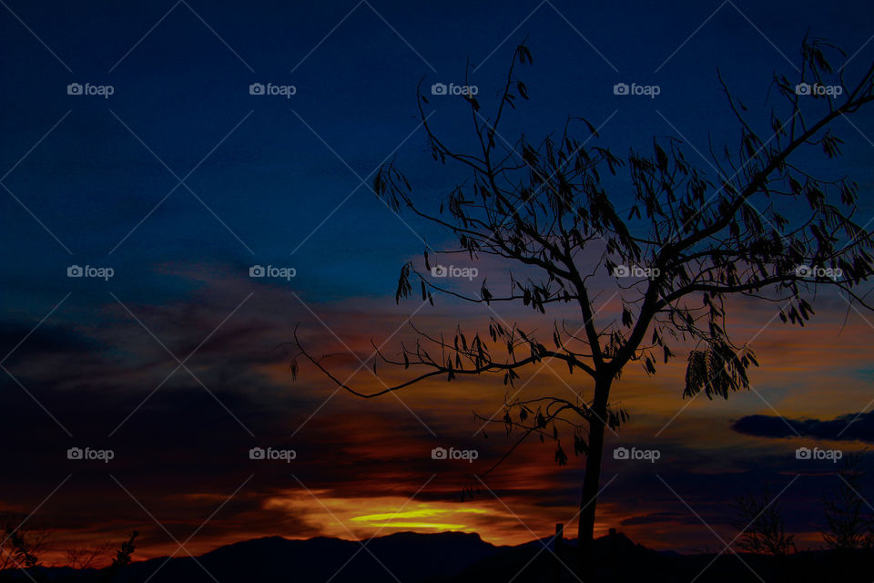 Tree and sunset